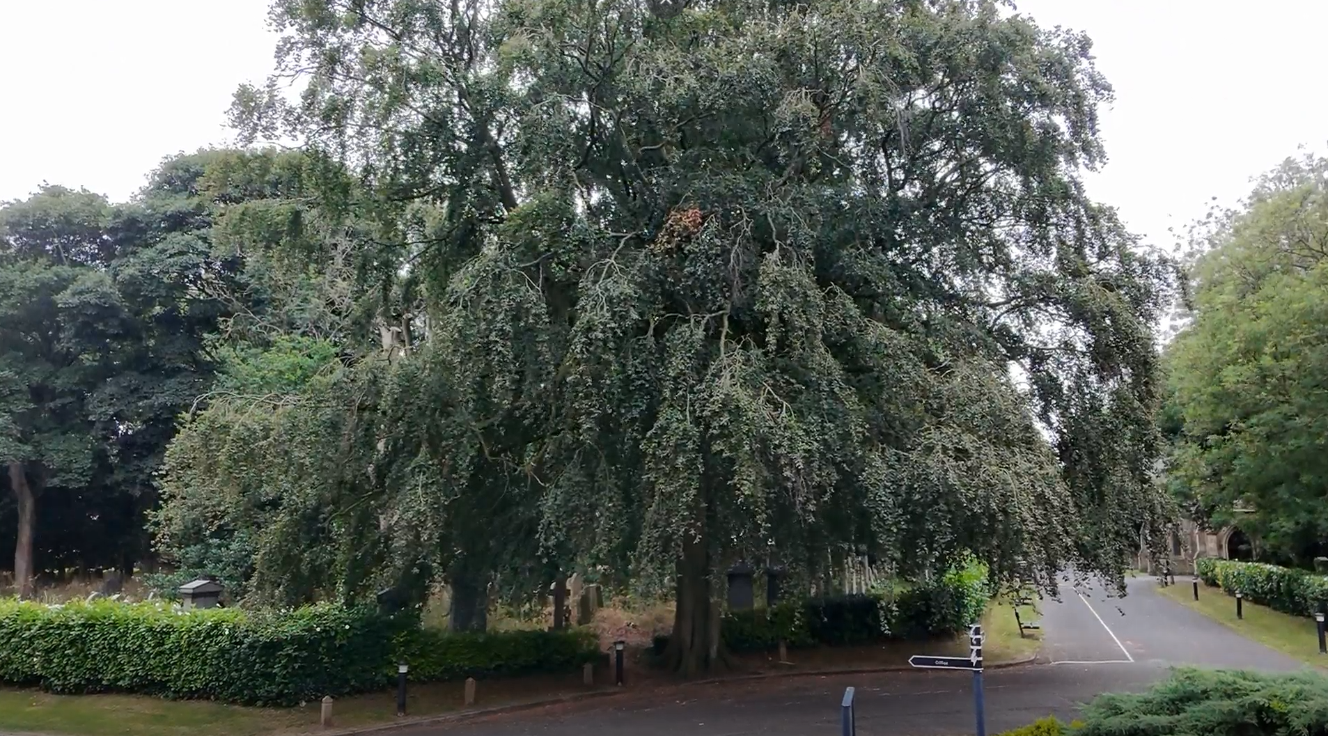 A large Beech tree in a green park