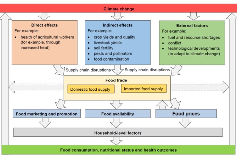 Diagram illustrating the effects of climate change on food systems. It shows direct effects like the health of agricultural workers, indirect effects such as crop yields, and external factors including conflict. These factors lead to supply chain disruptions, impacting food trade, marketing, availability, and prices. Ultimately, these changes affect household food consumption, nutritional status, and health outcomes.