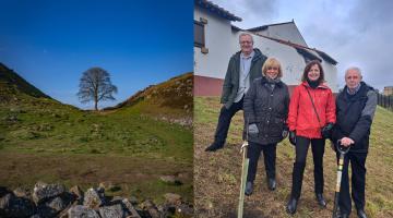 Sycamore Gap sapling at Segedunum